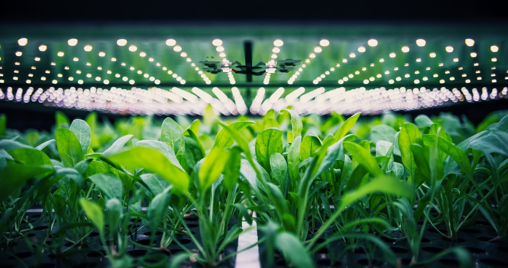 Spinach Leaves Mass Production in a Controlled Environment